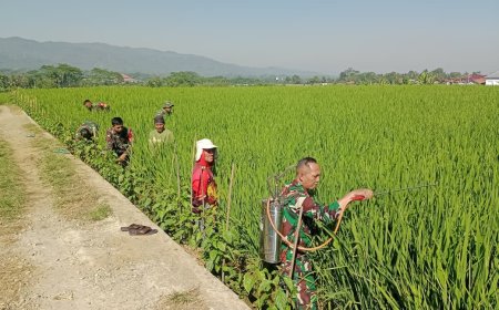 Berantas Hama Tanaman Babinsa Bantu Petani Semprot Tanaman Padi